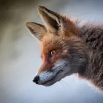 Opportunità lavorative per chi fa volontariato con gli animali